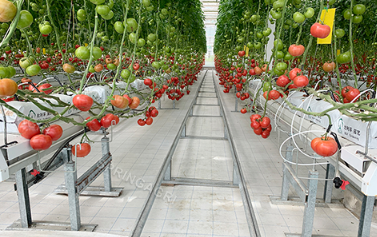 Vårt tomatdrivhus monterer våte gardiner