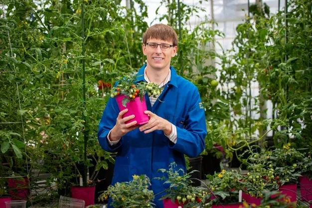 De første romdyrkede tomatene forventes å bli høstet tidlig i 2025