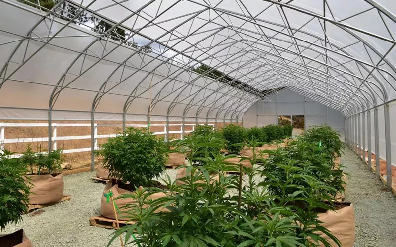 Medical Cannabis Film Greenhouse: En spillbytter i bransjen