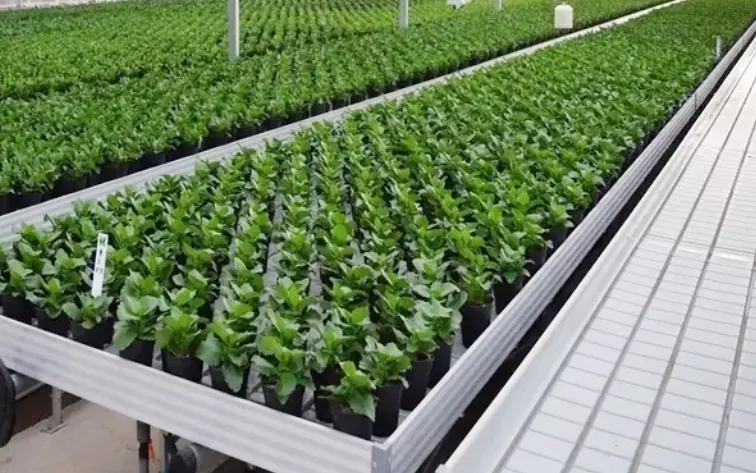 Drivhus Nursery Abs Hydroponic brett i plast