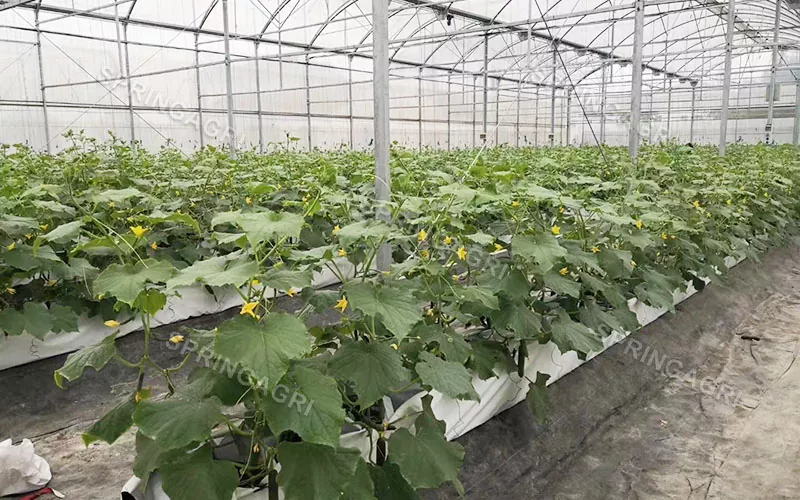 Multi-Span Agricultural Hydroponics Utstyr Drivhus