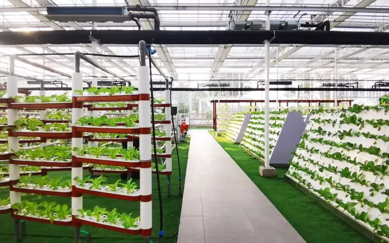 Widespan Hydroponic Leaf Vegetabilsk Glass Drivhus